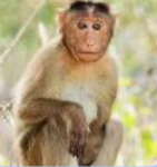 The king monkey and the monkeys