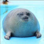 !seal paradise!