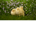ducky studios by tapp le pro