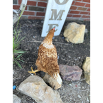 Chicken roosters