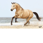 The ###### horse club