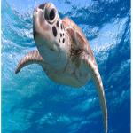 Turtle's Clothing co