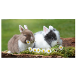Fluffy Bunny Buddies!