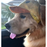 GoldenRetrieverFans