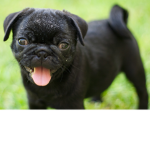 Pugs forever!