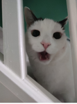 Krazy Kitty Katz Korner