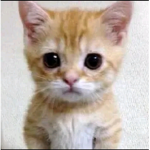 Just cats :D