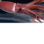 SQUID CLAN MEMBERS