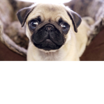 Love Pugs