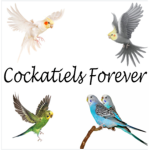 Cockatiels forever