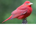 Red Birb Army