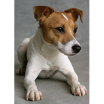 Milo My Doggy