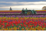 Flowers xoxoxo