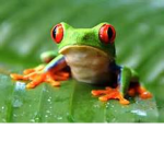 the ancient frog race of bing bong