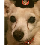 Mickey rat fan group
