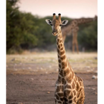 GIRAFFES EVERMORE