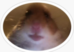 The goofy aah hamster group . Number 1 join us Xd