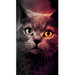 CatsRulezEarthForever