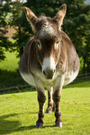 Donkeycultshrek