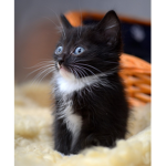 Taffy the cat