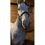 Wild Horse Ranch