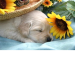 Sunflowers 2 łøvę