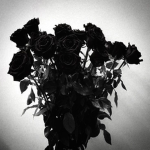 a dozen roses