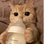 Cats Rule! Dogs too!
