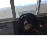 Puppy’s in need