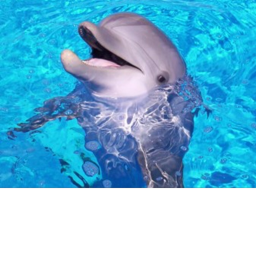 Dolphin Hangout.