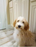 Bubbas Dog Group