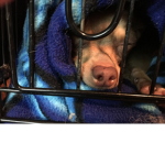 Saving puppies