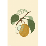Kiwi Fanclub