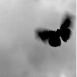 ꨄ Butterflies ! ꨄ