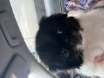 Fun puppy group!