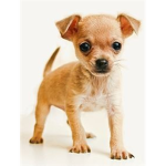 Chihuahua fans