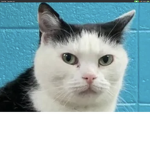 Dusttrust cat