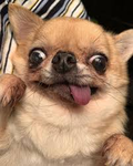Chihuahuas are so cute