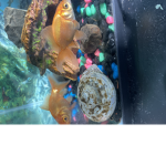 Fishy agent’s