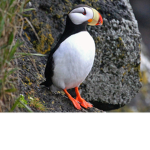 Icelandic Puffins