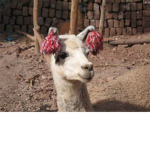 lama squady