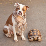 anybody like turtles join the group