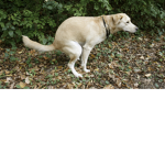 Dog_poop Society