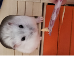 깡이 부대
