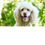 Poodle Clothing <3