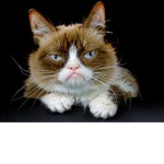 Grumpy MelonCat Nation