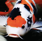 The sushi bar