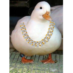 xDuckies_X