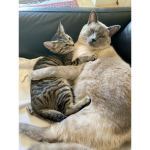 Catz of de Shadow Realmz
