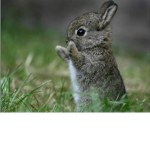 The Bunny Boomers